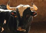 Muere un hombre de 80 años tras alcanzarlo un toro en los "bous al carrer" en Vilavella (Castellón)