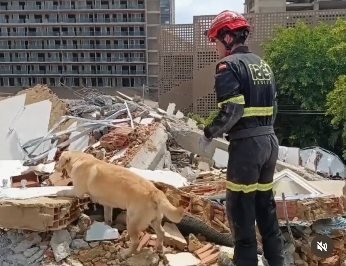 La extraña muerte de Quino, el perro que fue un héroe en Venezuela y desató una ola de solidaridad tras regresar a Valencia con hemorragias