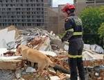 La extraña muerte de Quino, el perro que fue un héroe en Venezuela y desató una ola de solidaridad tras regresar a Valencia con hemorragias