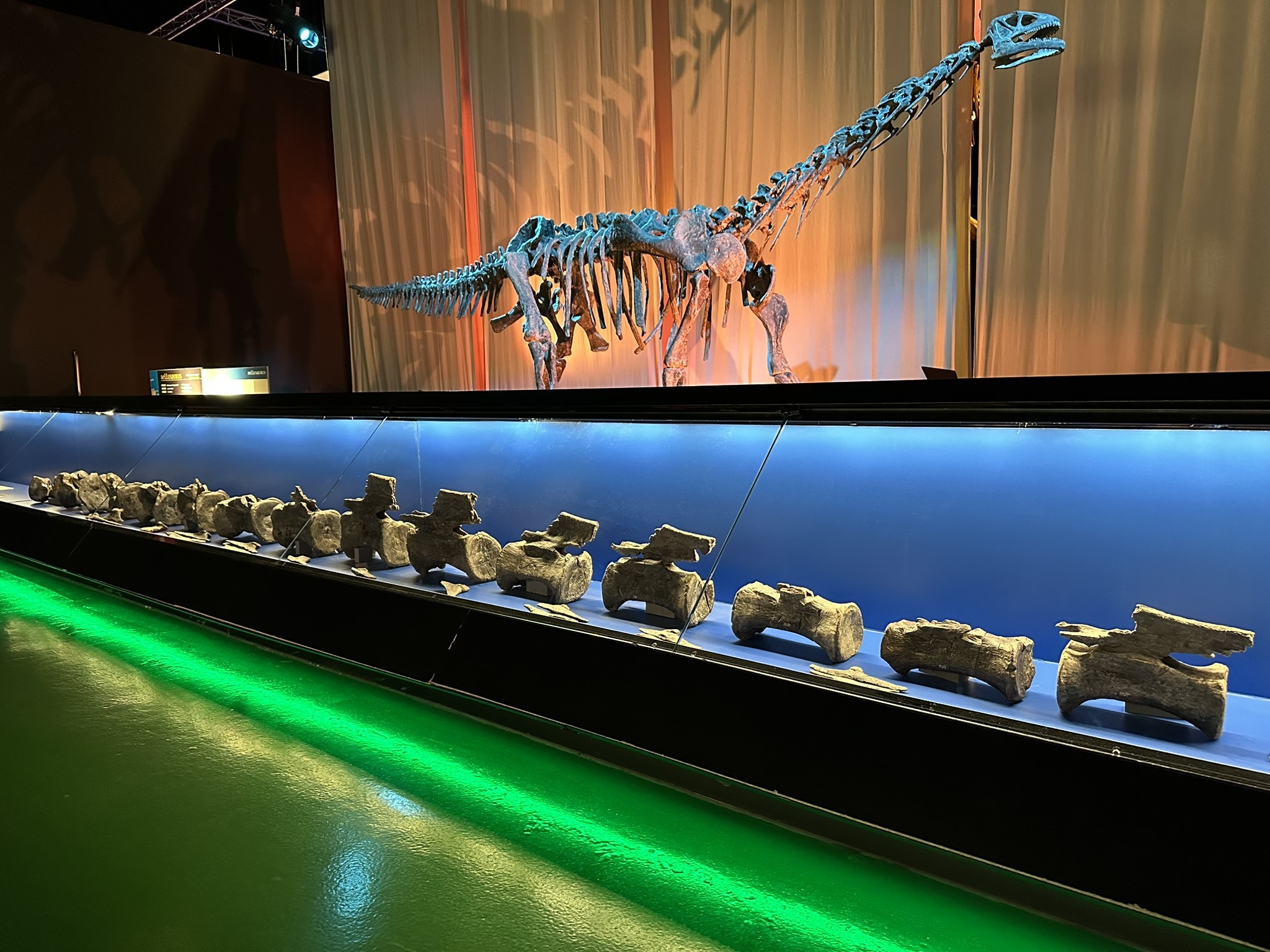 Paleontólogos de Teruel descubren fósiles de diplodocus y demuestran que también habitó en Europa