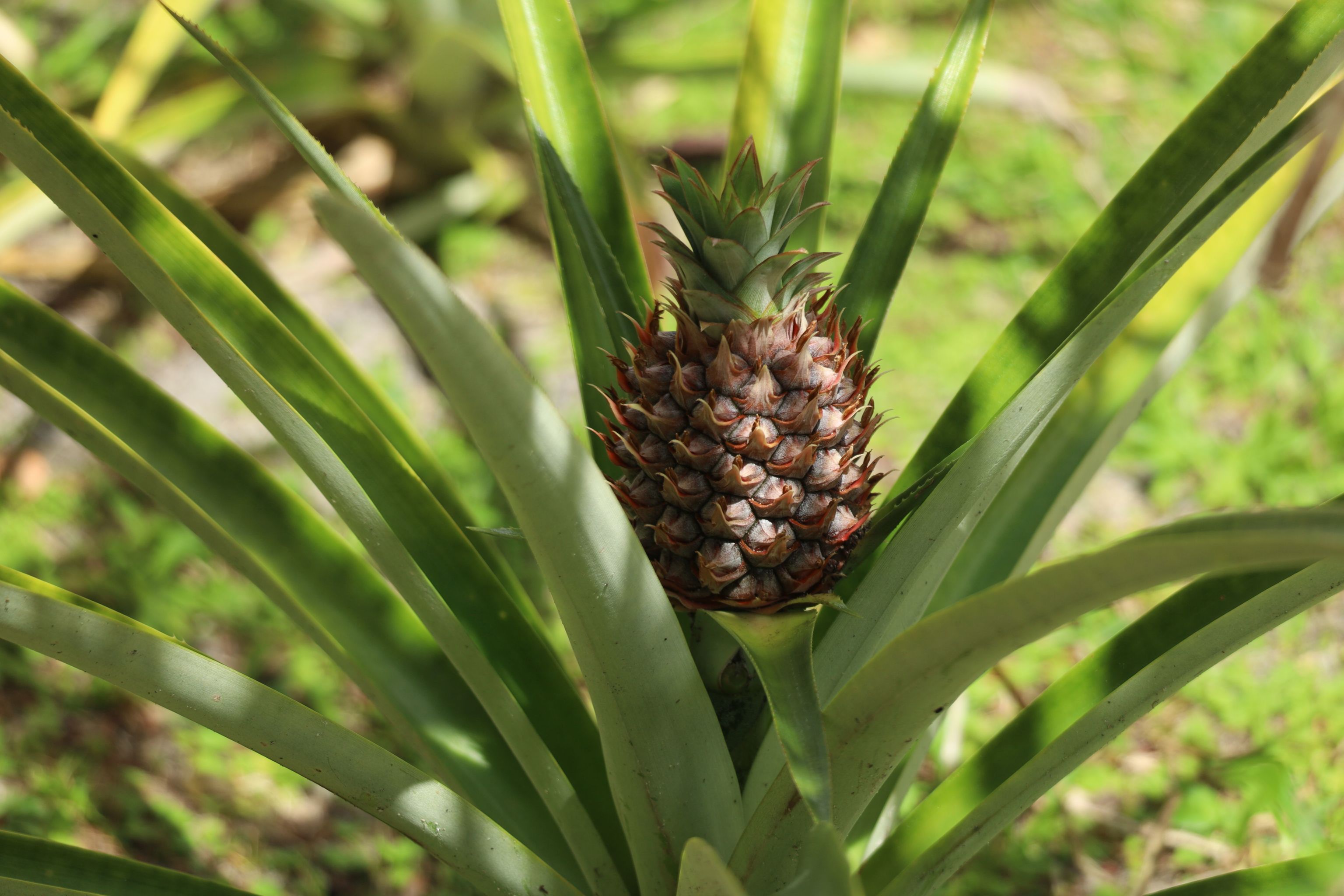 Cómo cultivar una piña en casa: 5 consejos y trucos para que salga sí o sí