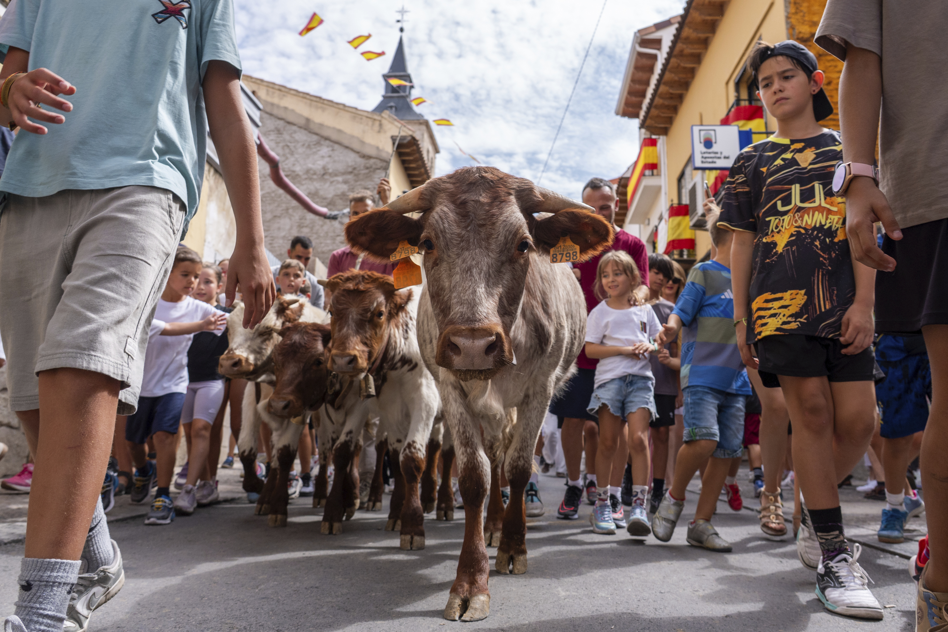 Sanfermines con mansos para futuros corredores de encierros: "Con 15 años no puedes acercarte a una becerra en Madrid, pero en cuanto cumples los 16 sí te dejan salir a un toro"