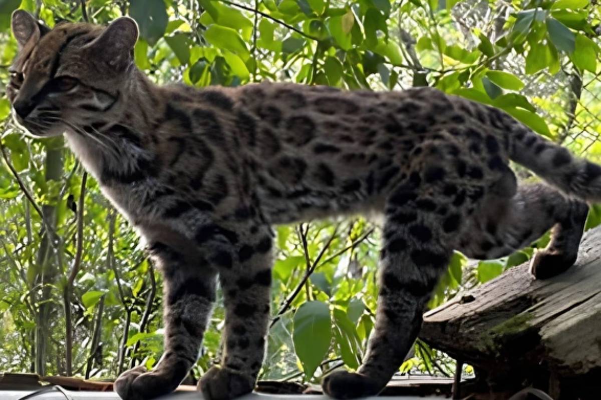 Descubren en Bolivia una nueva especie de felino, la primera en más de un siglo
