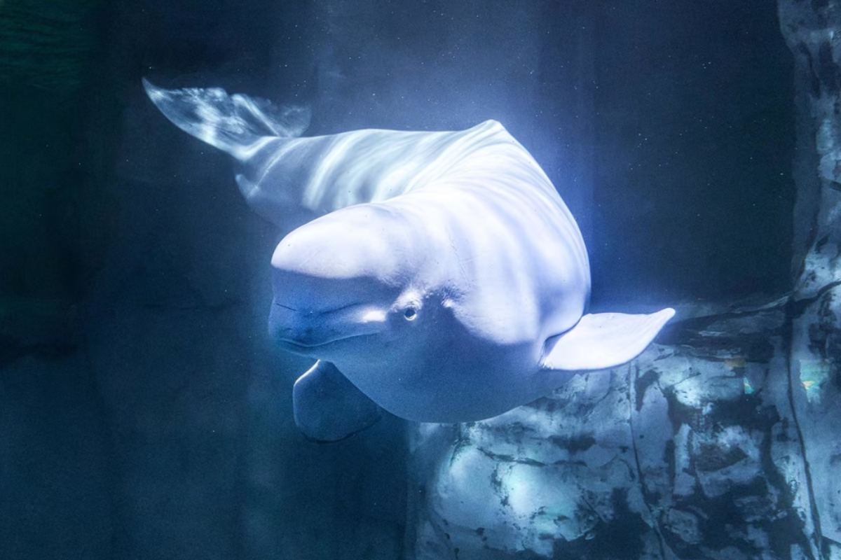 Muere de forma repentina Jelly Bean, la beluga acogida en el Oceanogràfic de Valencia tras ser evacuada de Canadá