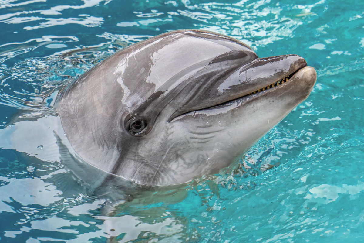 Muere la delfina Echo en el Oceanogràfic de Valencia una semana después del fallecimiento de la beluga Jelly Bean