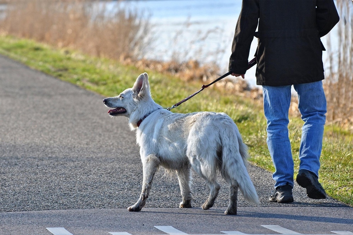 Entró en vigor: el seguro que tienes que tener de forma obligatoria para tu perro, según la Ley de Bienestar Animal