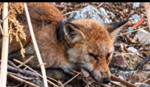 Rescatan en un parque de Leganés a un zorro herido y desorientado