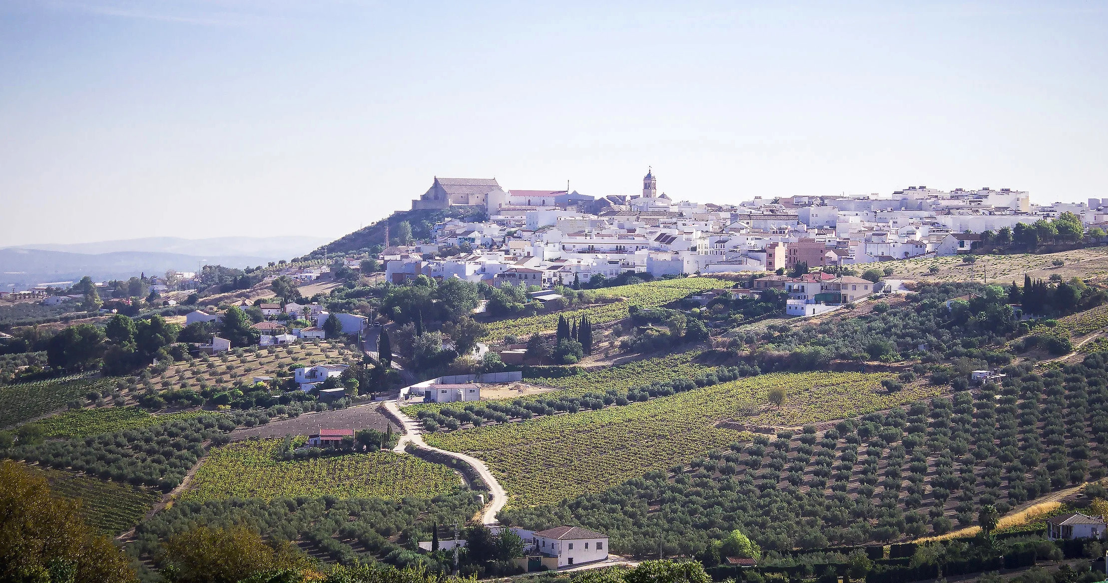 La reina del Pedro Ximénez en la campiña cordobesa se alza con el título de la nueva Ciudad Española del Vino