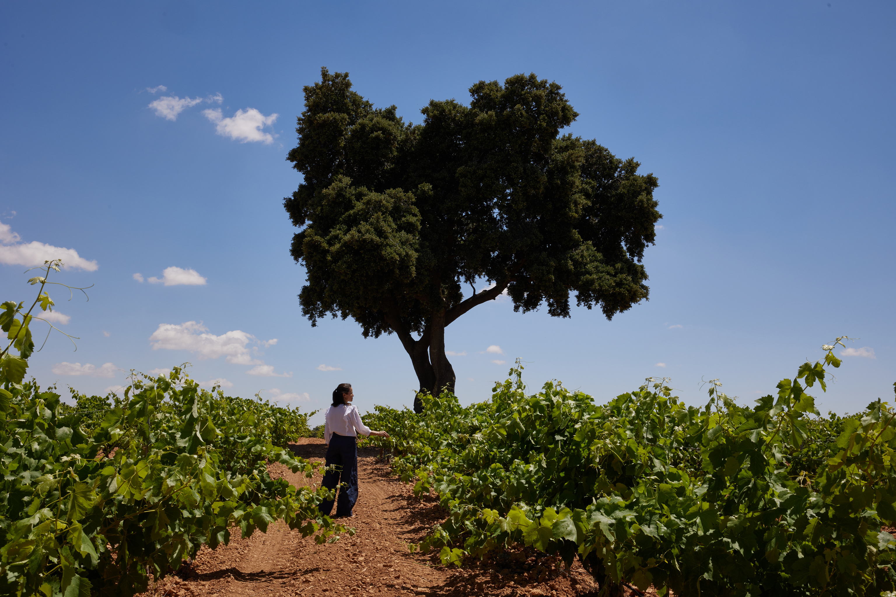 En la tierra de El Quijote: maridaje entre vinos de altura, molinos de viento y el castillo de película de Eugenia de Montijo
