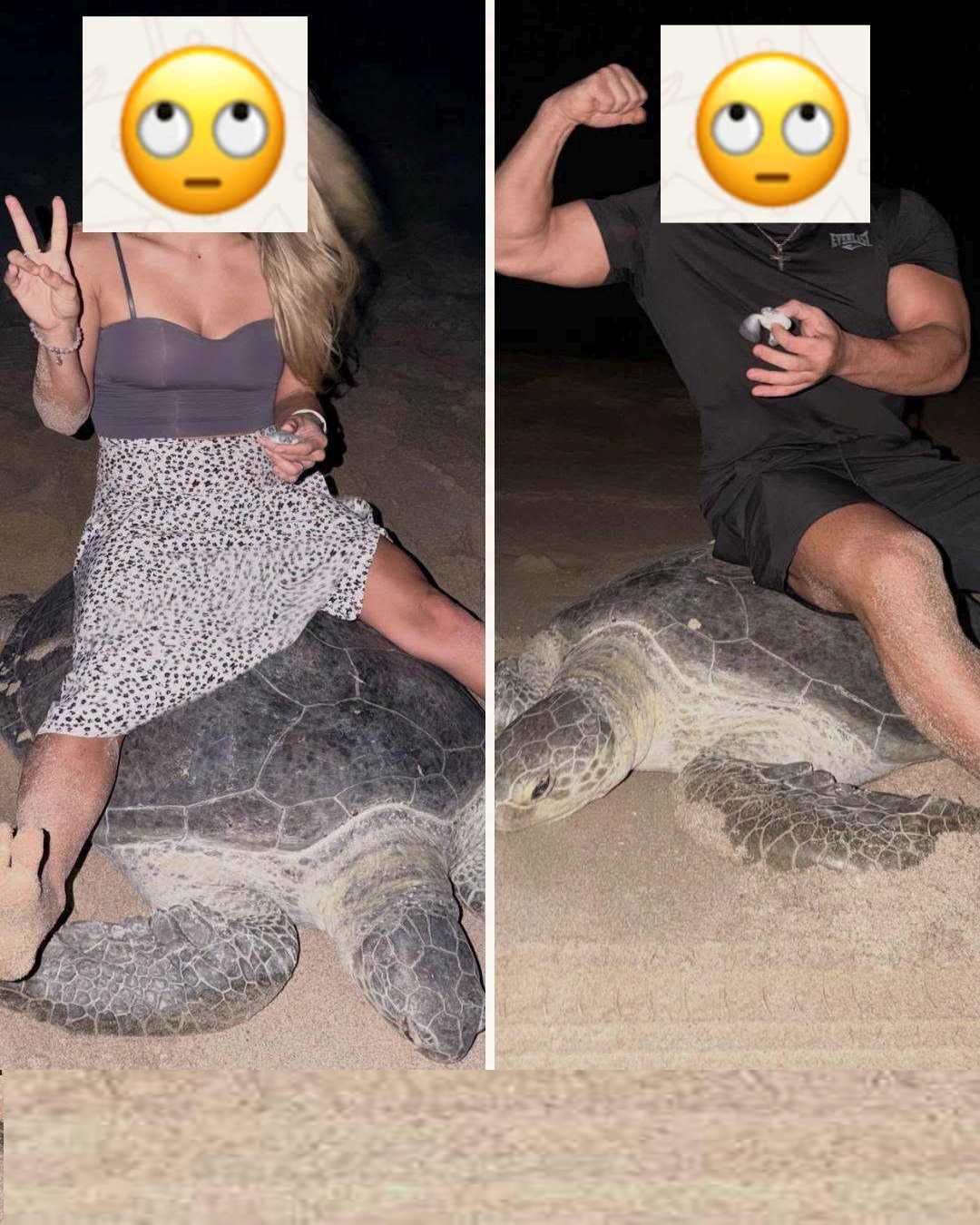 La imagen que indigna a las redes: dos turistas se fotografían cabalgando sobre dos tortugas marinas en Omán y molestando a sus crías