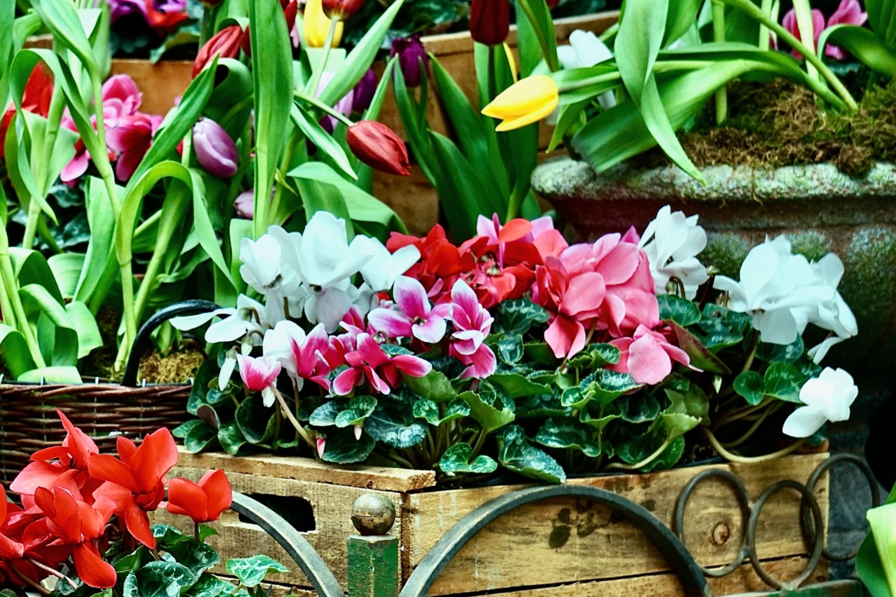 Ni brezo ni pensamientos: la planta ideal para otoño con floración continua y resistencia al frío