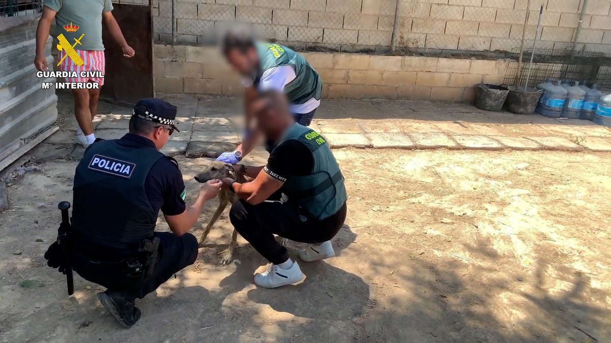 La Guardia Civil detiene a cuatro personas acusadas de robo y maltrato de galgos de competición en Bollullos de la Mitación (Sevilla)