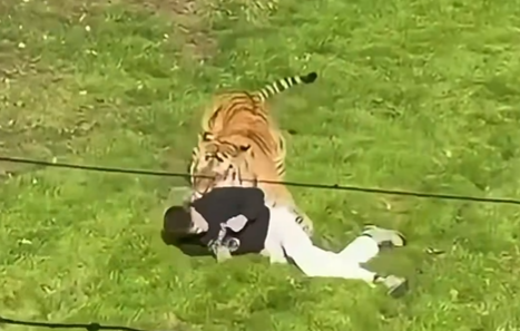 Un hombre muere tras ser atacado por un tigre en un zoo británico