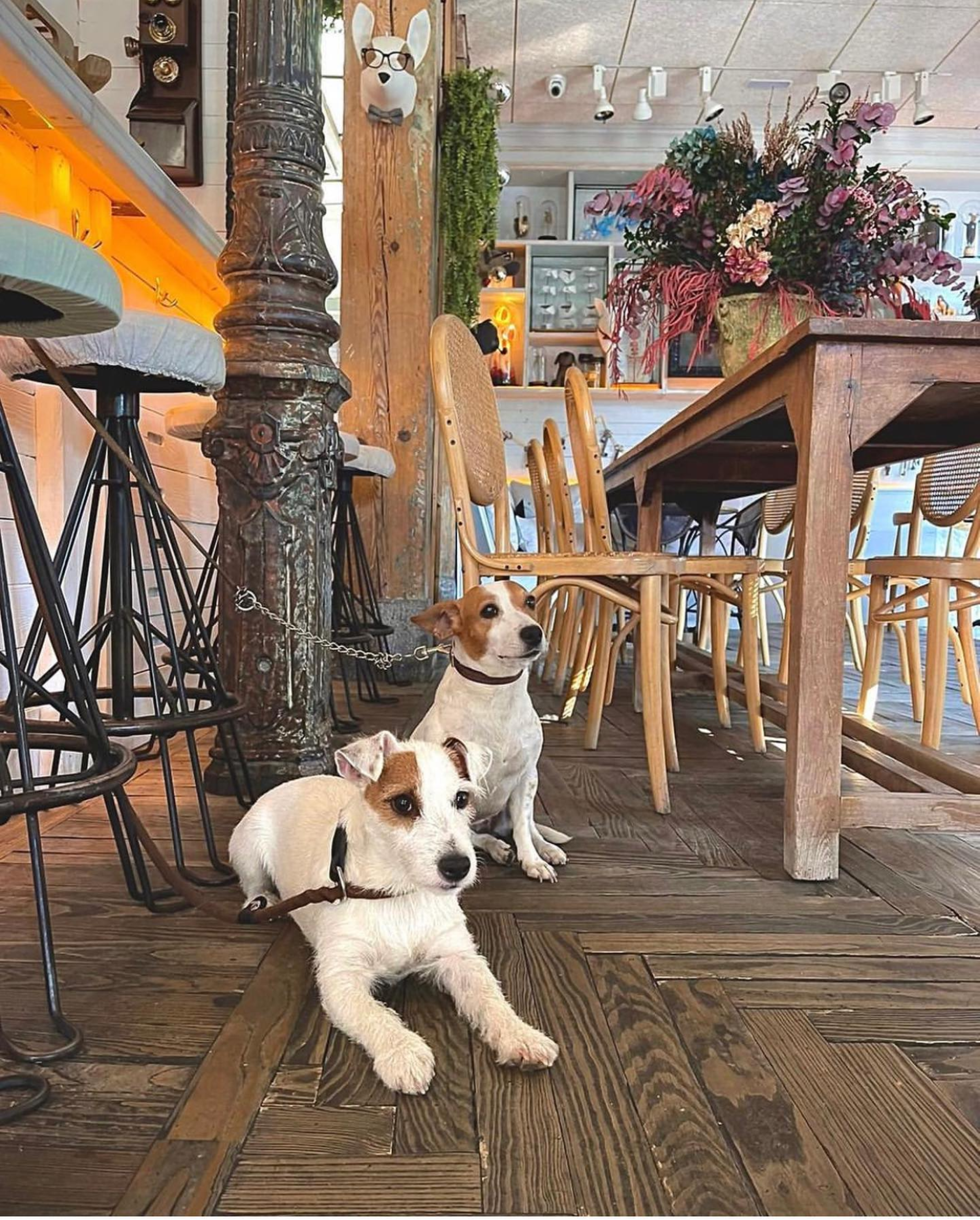 De tapeo o alta cocina: 11 restaurantes de Madrid para ir con perro