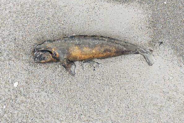 Una bacteria, posible causa del récord de muertes de crías de ballena en la Patagonia argentina