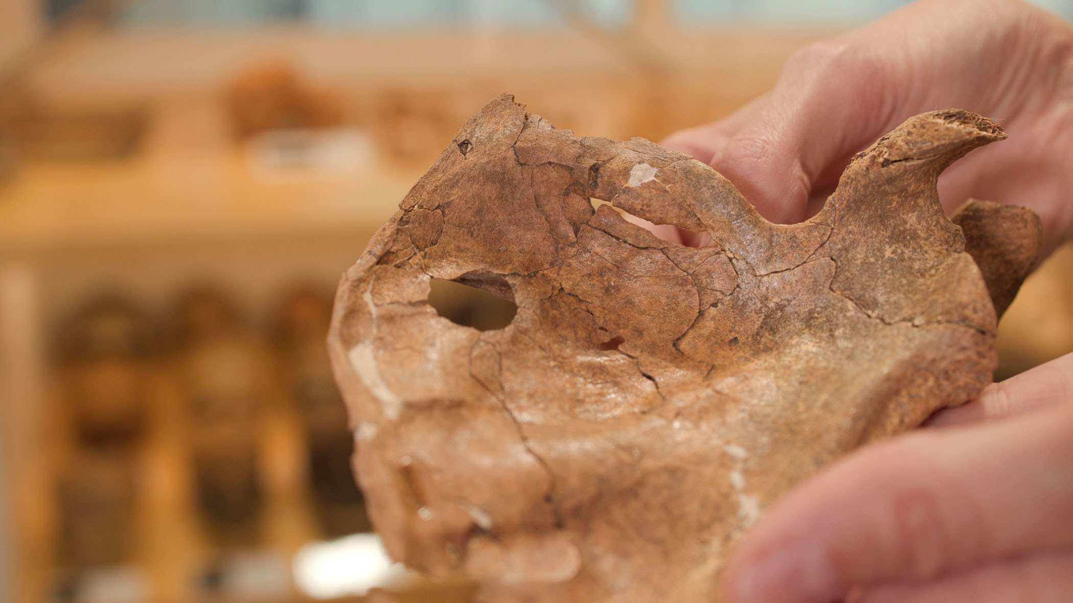 El neandertal que sobrevivió a un traumatismo y murió tras ser herido con una lanza de madera