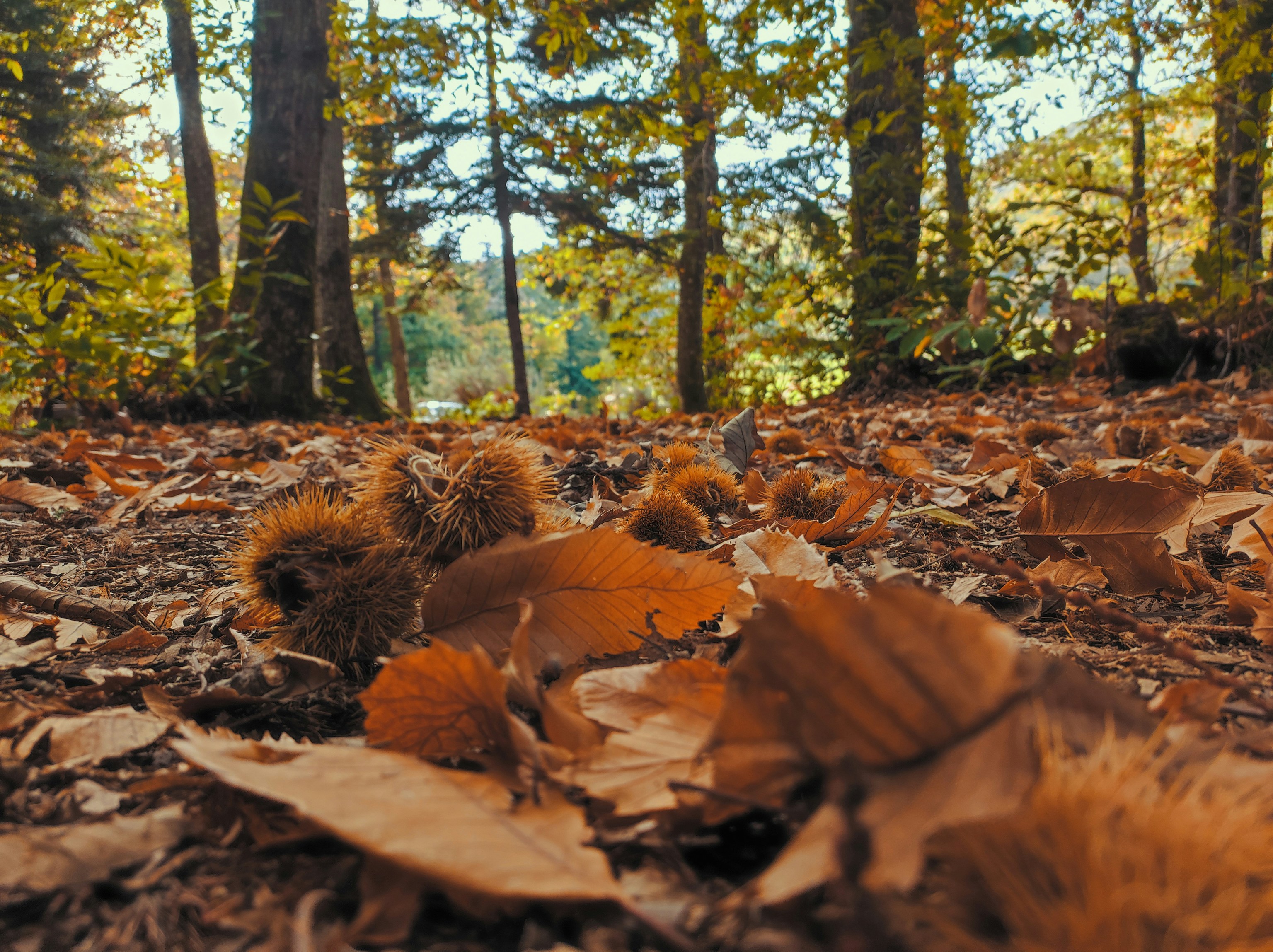 Los castañares más bonitos de España para conocer este otoño