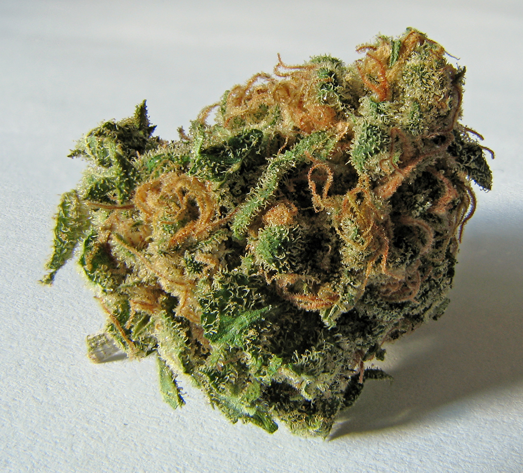Absuelven a dos personas de un delito de tráfico de drogas porque la marihuana que les incautaron fue pesada con tallos y hojas