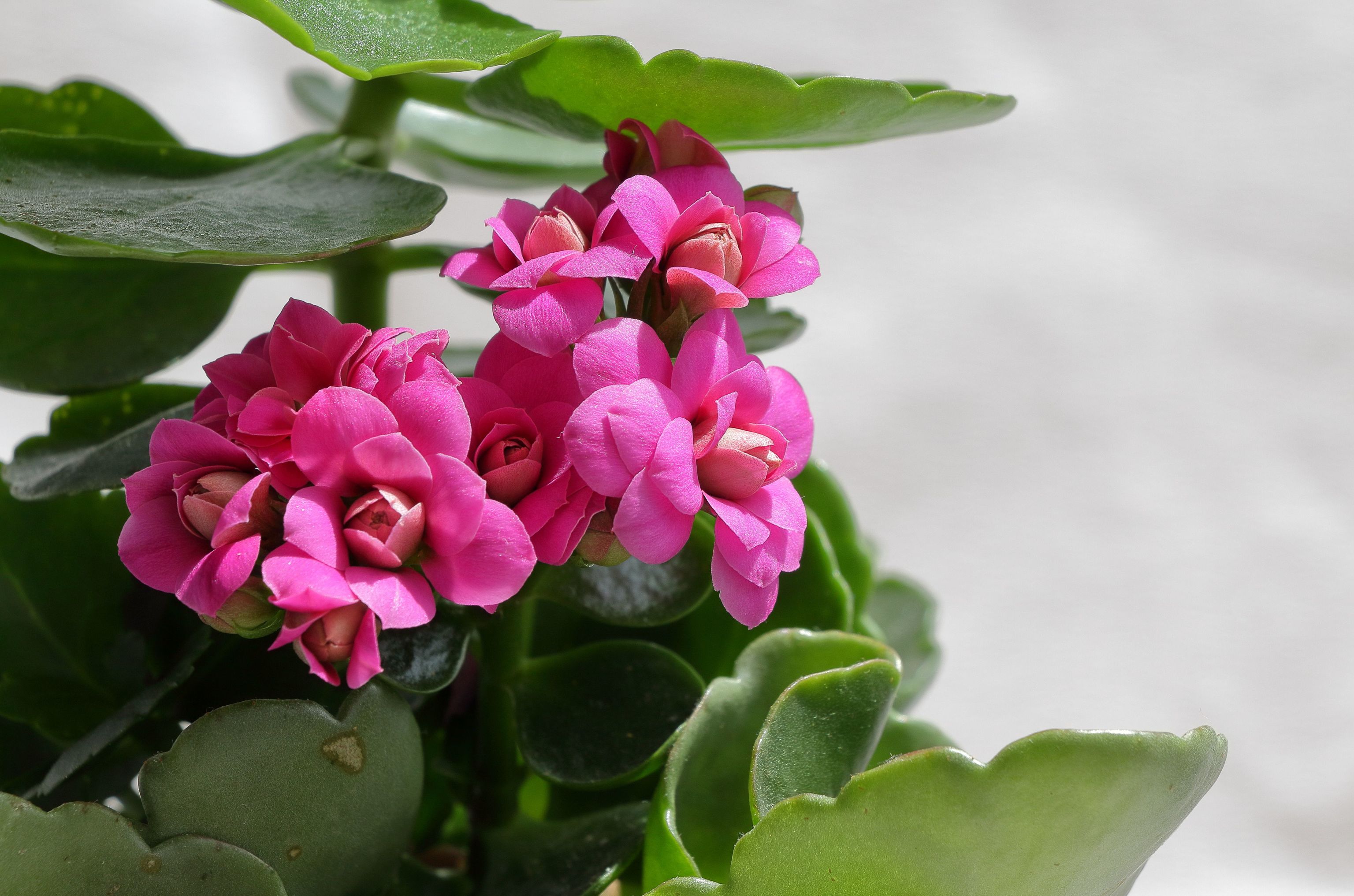 Cómo cuidar el kalanchoe en otoño: el riego y la ubicación que necesita para seguir floreciendo