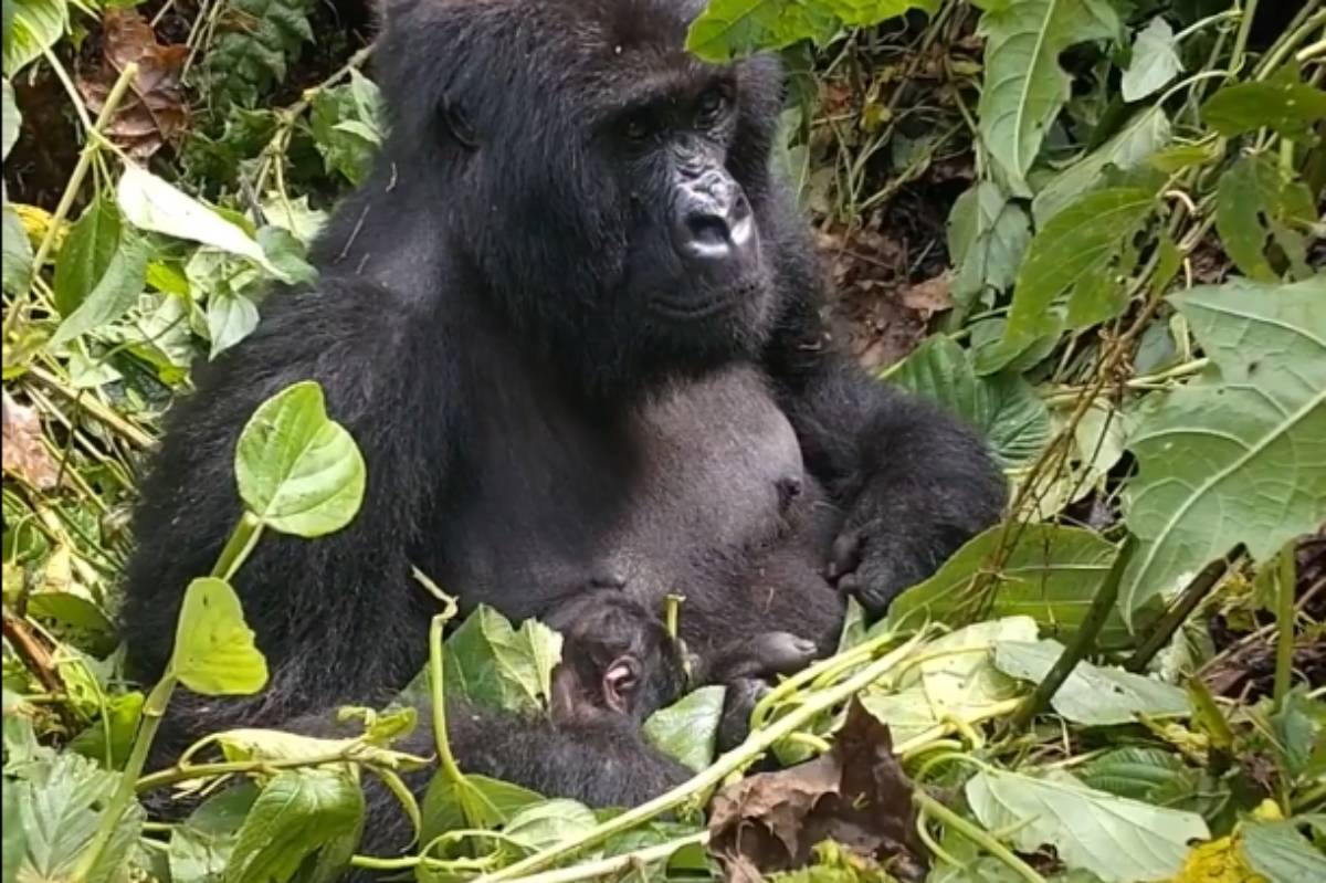 Nace una cría de gorila de montaña en el Parque de Virunga, en el este del Congo