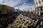 La acampada de Sol deja a los madrileños sin el tradicional recorrido de la fiesta de la Trashumancia