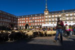 Miles de ovejas y cabras recorren Madrid en la Fiesta de la Trashumancia, que evita la Puerta del Sol por la acampada