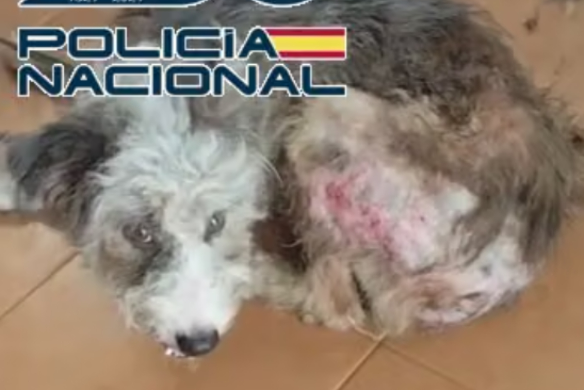 Detenida una mujer que tenía a 61 perros y gatos en situación de maltrato, algunos recluidos en muebles de cocina, en  Vélez-Málaga