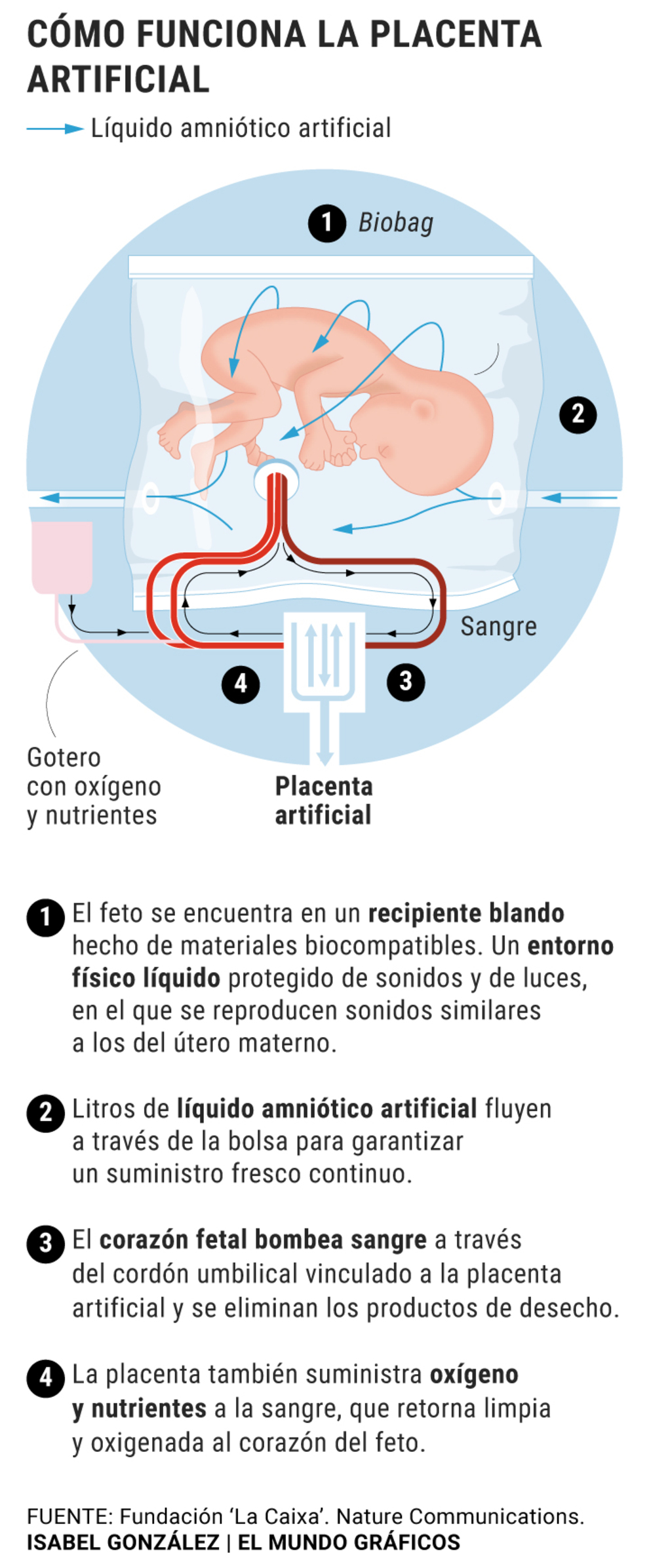 La placenta artificial española avanza: la primera fase logra una supervivencia de 12 das en modelos animales