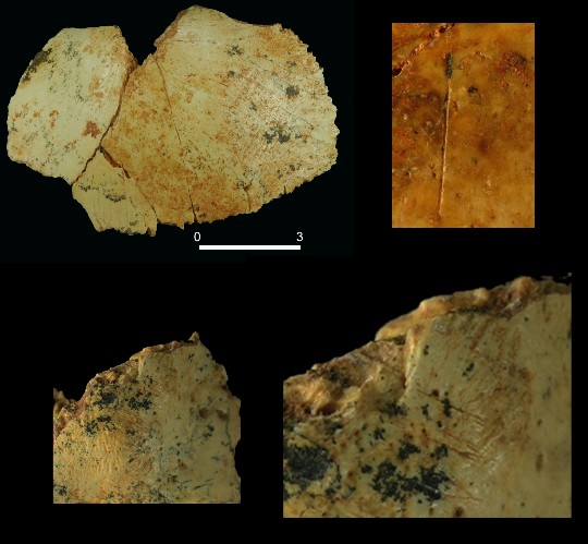 Restos de Homo antecessor canibalizados 