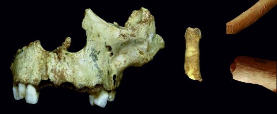 Restos de Homo antecessor canibalizados