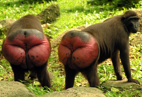 Fuente: http://retrieverman.files.wordpress.com/2011/03/macaques-in-estrous.jpg