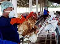 Un trabajador de una granja recoge los pollos para ser sacrificados. (AFO
