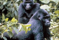 Pareja de gorilas en el Congo (El Mundo)
