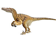 El nuevo aspecto del Velociraptor.