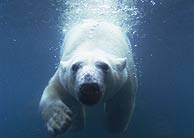 El oso polar, un ejemplo de la bella diversidad de la vida.