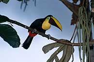 Costa Rica explota el turismo ambiental sin daar el ecosistema.