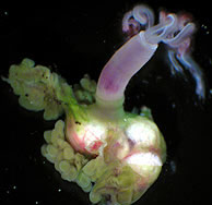 Un gusano 'Osedax frankpressi'. (AP)