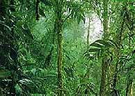 El bosque amazónico es el más grande del mundo.