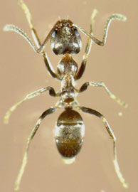 Un ejemplar de hormiga argentina. (AFP)