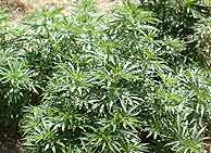 La caracterstica planta del cannabis.