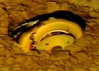 Imagen de la cpsula en el suelo. (NASA)