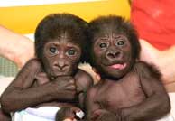 Los gorilas nacidos en Barcelona el pasado agosto. (EFE)