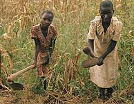 Campesinas africanas labrando la tierra (Accin Contra el Hambre)