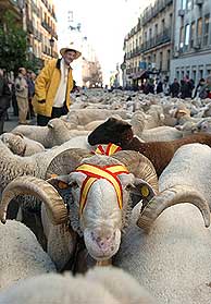 Las ovejas, a su paso por la calle Alcal. (Foto: EFE)