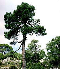 El pino es una de las especies que mejor resiste el fro y la altitud.