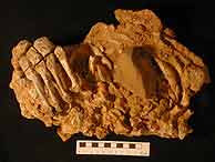 Uno de los fósiles encontrados en la cueva de El Sidrón. (Foto: CSIC)