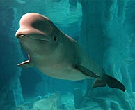 Una de las belugas del Oceanogrfico. (Foto: Oceanogrfico de Valencia)