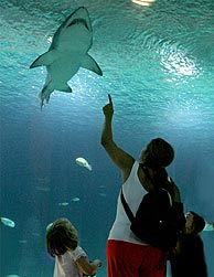 Unos visitantes contemplan uno de los tiburones grises. (Foto: Oceanogrfico de Valencia)