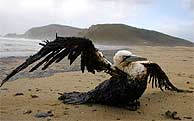 Slo una de cada diez aves contaminadas llega a la costa. (Foto: REUTERS)