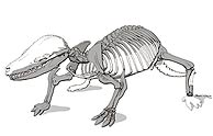 Esqueleto del pequeo roedor del Jursico. (Foto: Science)